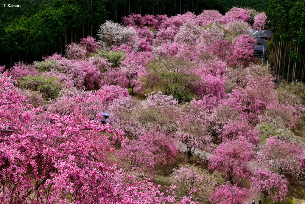 高見の郷～千本のしだれ桜④