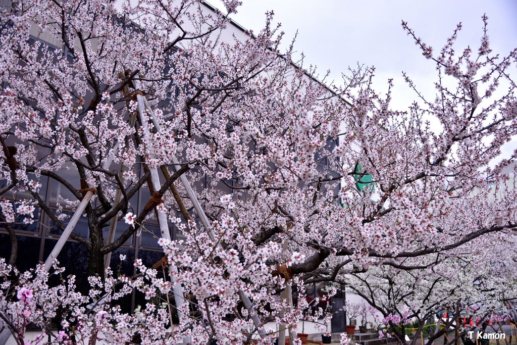 アーモンドの花①