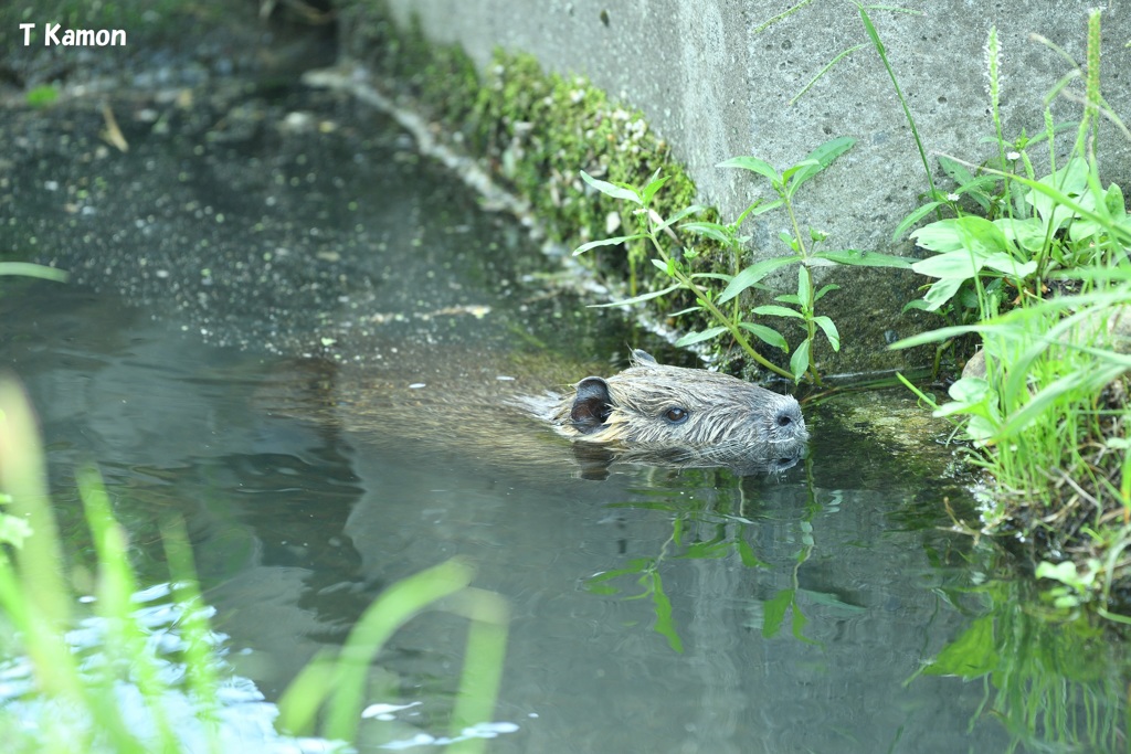 アレは何だ!!