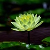 幻想