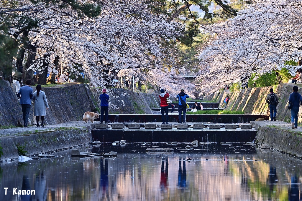 夙川の桜①