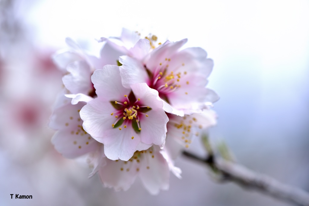 アーモンドの花③