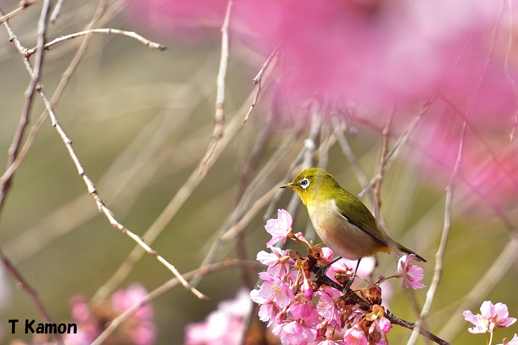 河津桜と遊ぶメジロ⑤