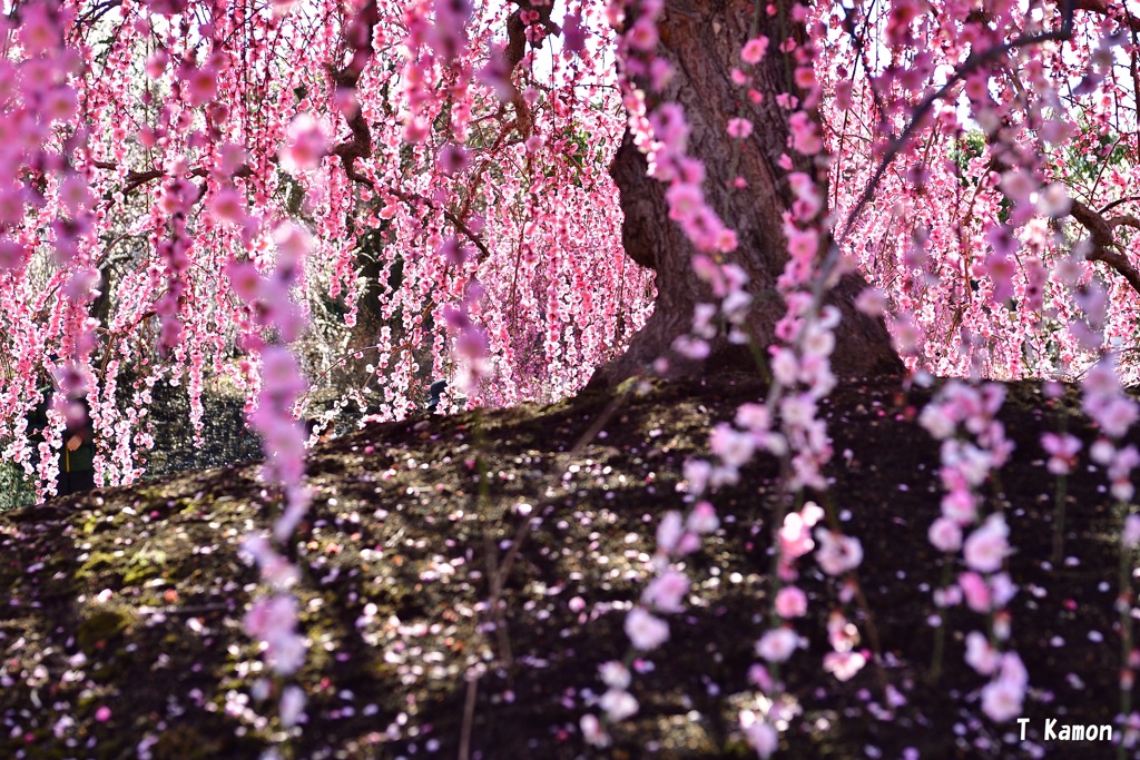 陽だまりの花②