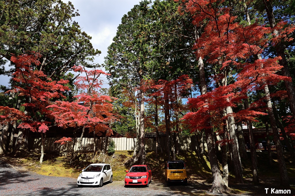 紅葉に包まれた駐車場