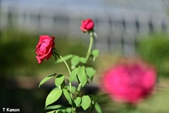 トリプル薔薇