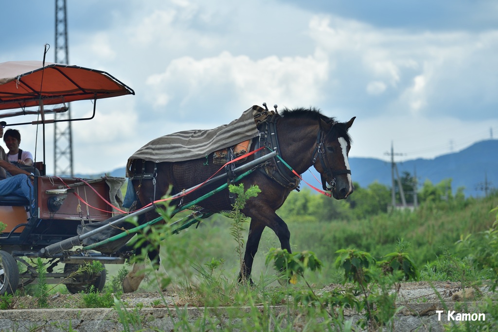 熱中症が心配な馬