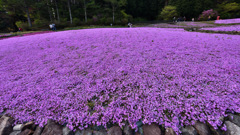 花のじゅうたん
