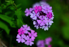 美女桜