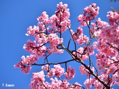 2019桜～西宮／浄水場①