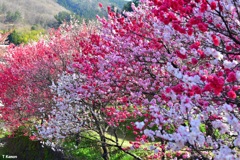 「日本一の花桃の里」阿智村①