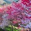 「日本一の花桃の里」阿智村①