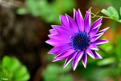 ケープマ－ガレット