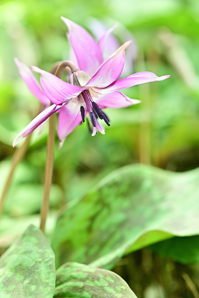 2019カタクリの花Ⅲ