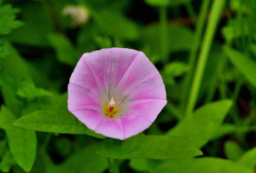 野の花
