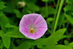 野の花