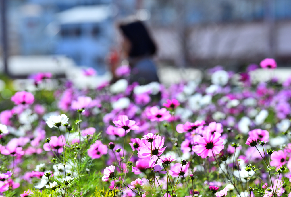師走に咲く秋桜①