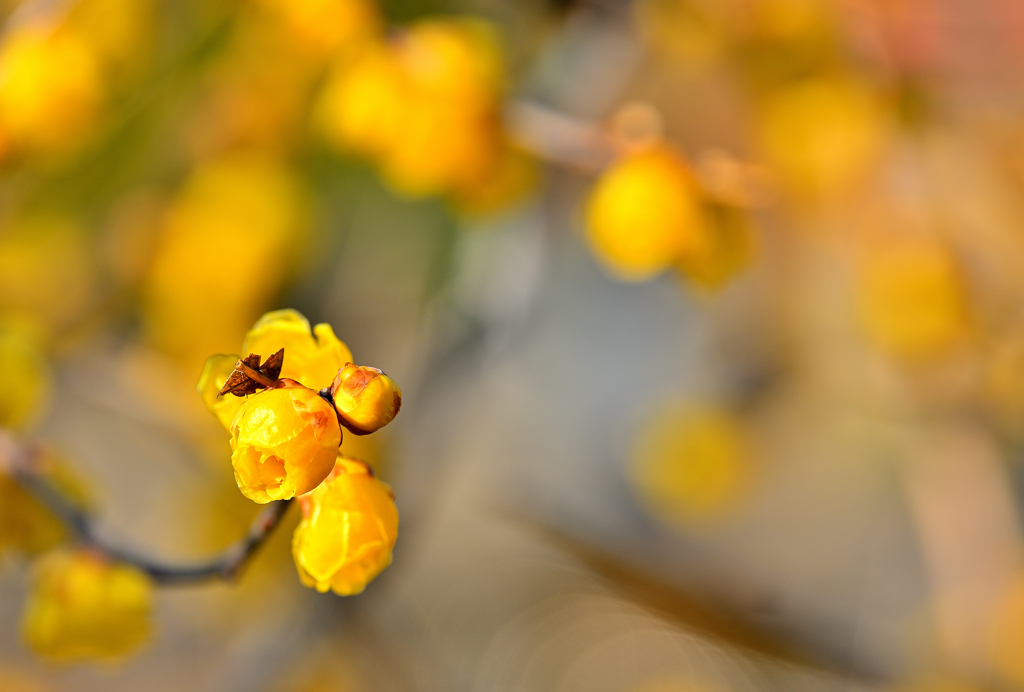 背景はイエロー