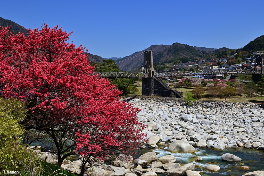 橋と花