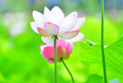 神聖な植物