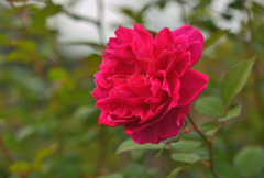 冬の薔薇➏～ソフィーズローズ～