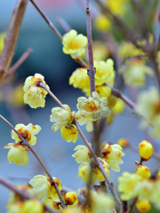 蝋梅の花に黒い筋