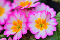 プリムラジュリアン