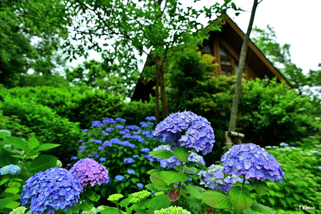 手毬咲き