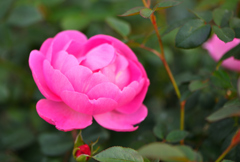 冬の薔薇➌～スカイラーク～