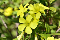 南アフリカからの帰化植物