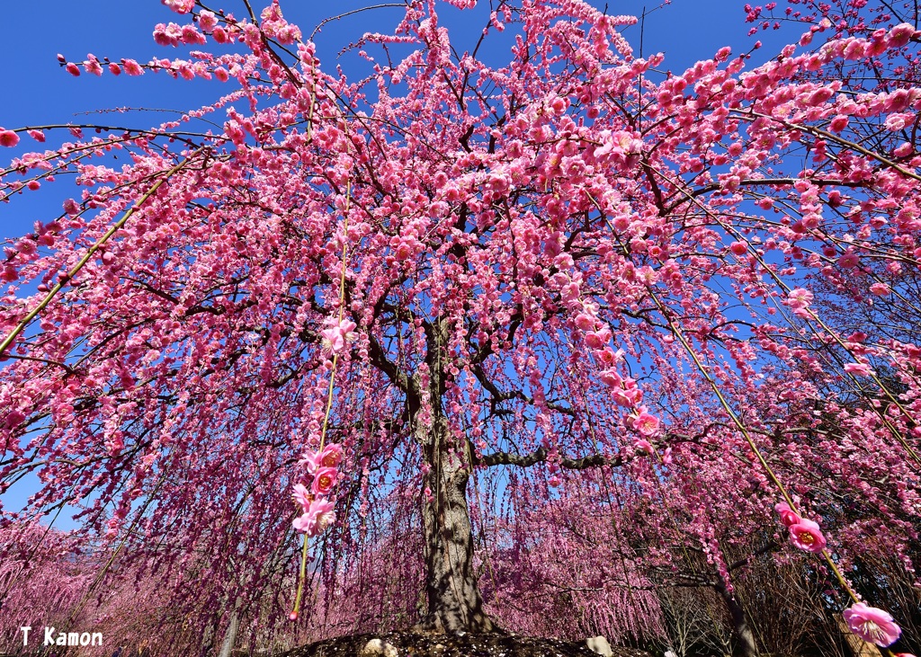 Plum flower shower