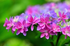 可愛い花