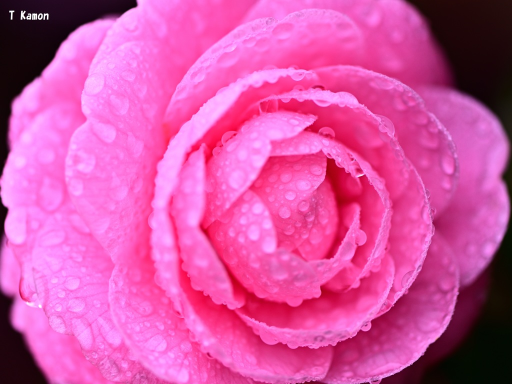 雨の中の花②