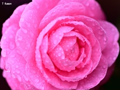 雨の中の花②