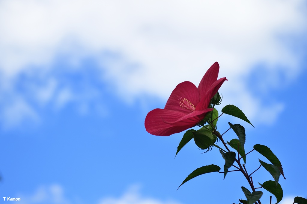 青空に向かって