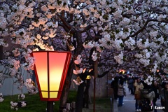 『ぼんぼり』の灯りに桜も赤らむ