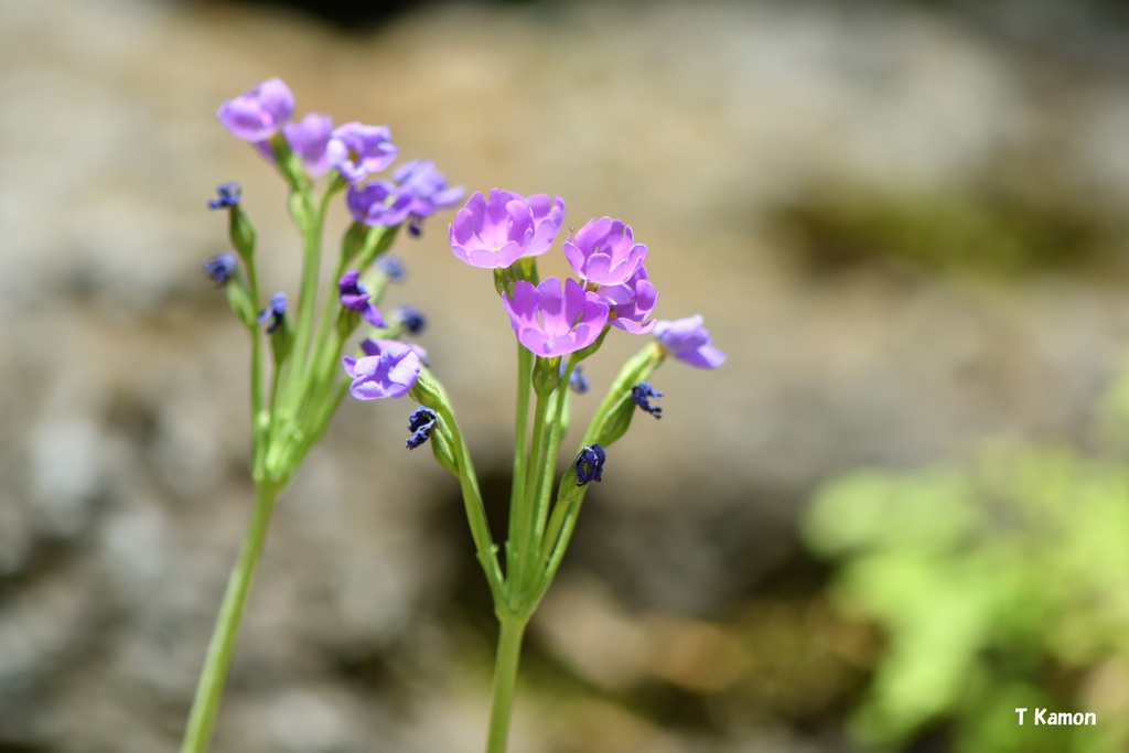 華麗な花々～レブンコザクラ