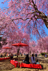 しだれ桜と野点傘①