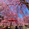 しだれ桜と野点傘①