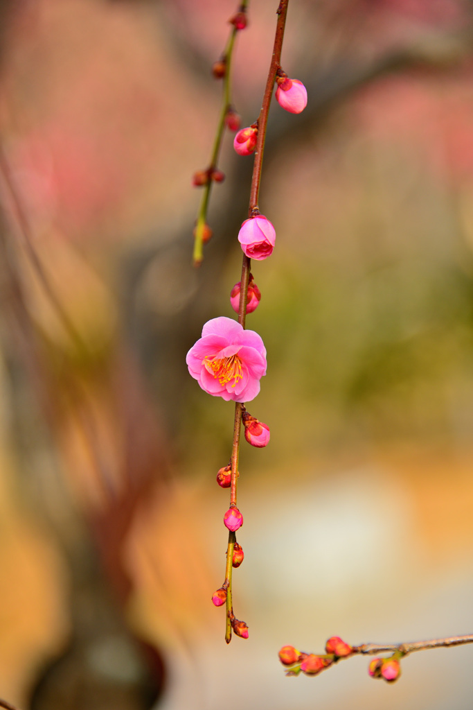 枝垂れ梅は咲きはじめ
