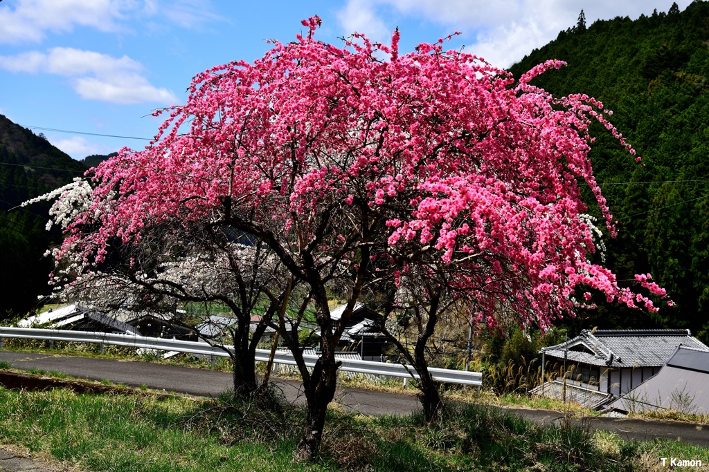 山里の花桃