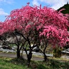 山里の花桃
