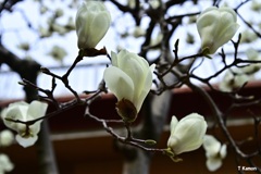 枝先にユリの花がついている木