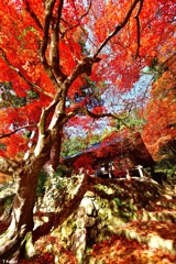 モミジの下のお寺