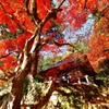 モミジの下のお寺