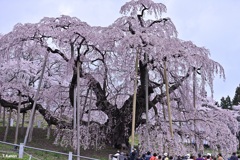 日本三大桜～三春滝桜①