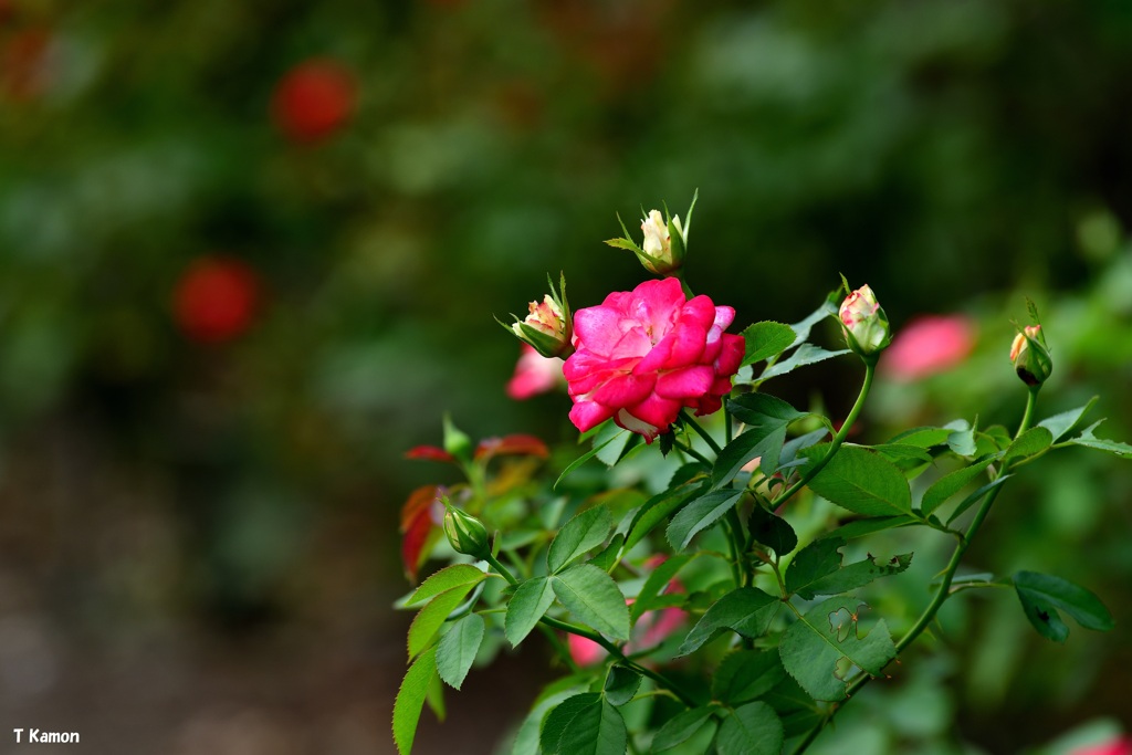 夏薔薇