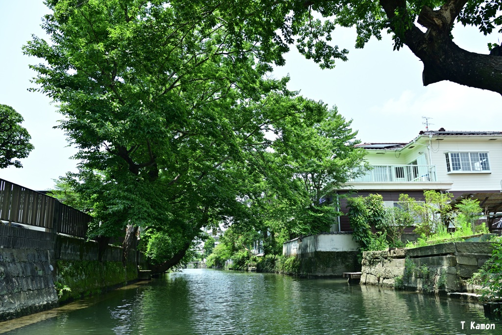 柳川水郷めぐり①