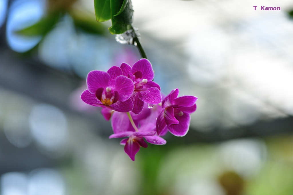 朝露と花Ⅲ