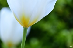 清　楚